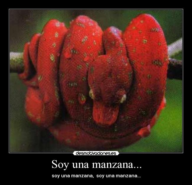 Soy una manzana... - soy una manzana, soy una manzana...