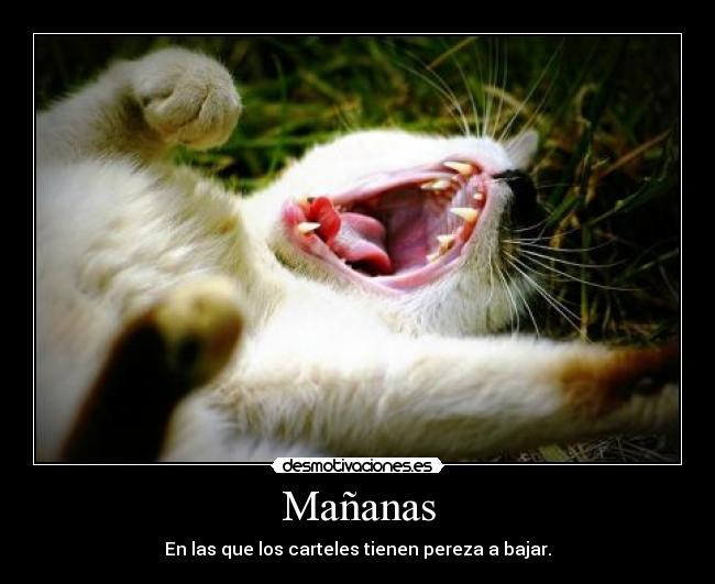 Mañanas - En las que los carteles tienen pereza a bajar.