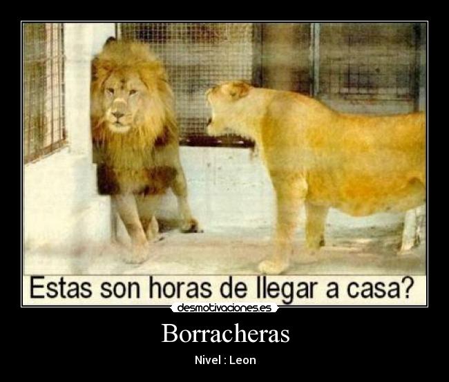 Borracheras - Nivel : Leon