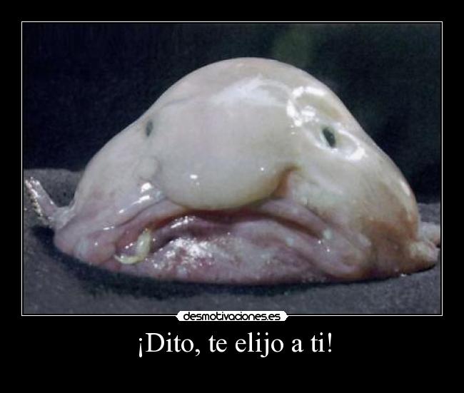 ¡Dito, te elijo a ti! - 