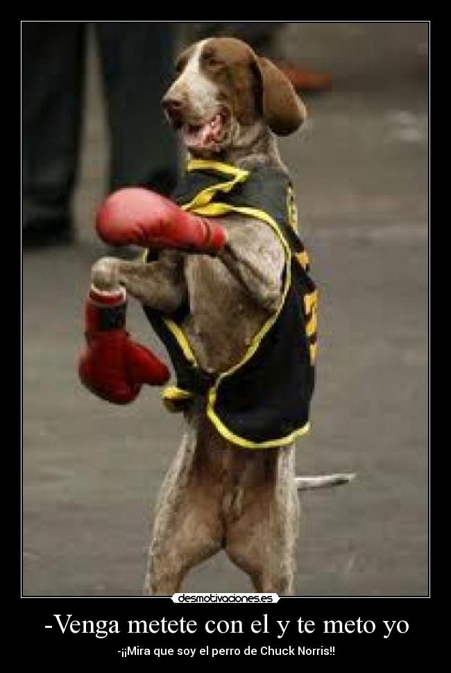 -Venga metete con el y te meto yo - -¡¡Mira que soy el perro de Chuck Norris!!