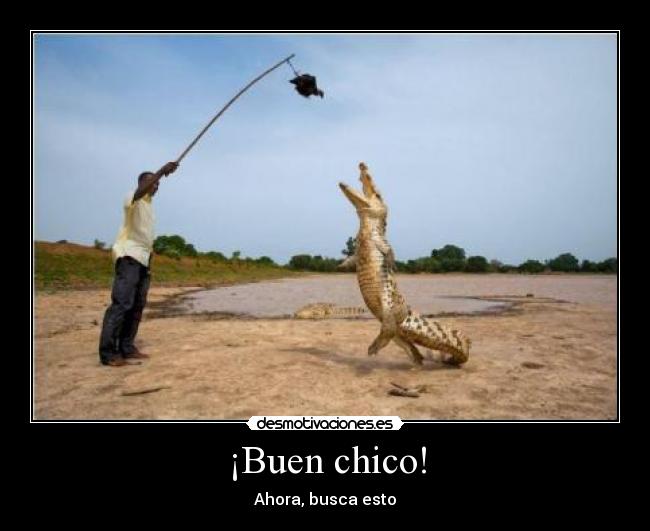 ¡Buen chico! - Ahora, busca esto