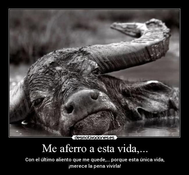 Me aferro a esta vida,... - Con el último aliento que me quede,... porque esta única vida,
¡merece la pena vivirla!