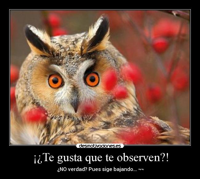 ¡¿Te gusta que te observen?! -