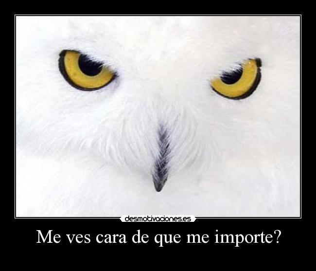 Me ves cara de que me importe? - 