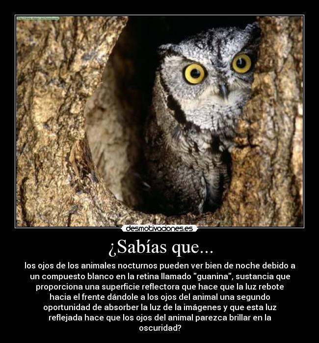 carteles buho desmotivaciones