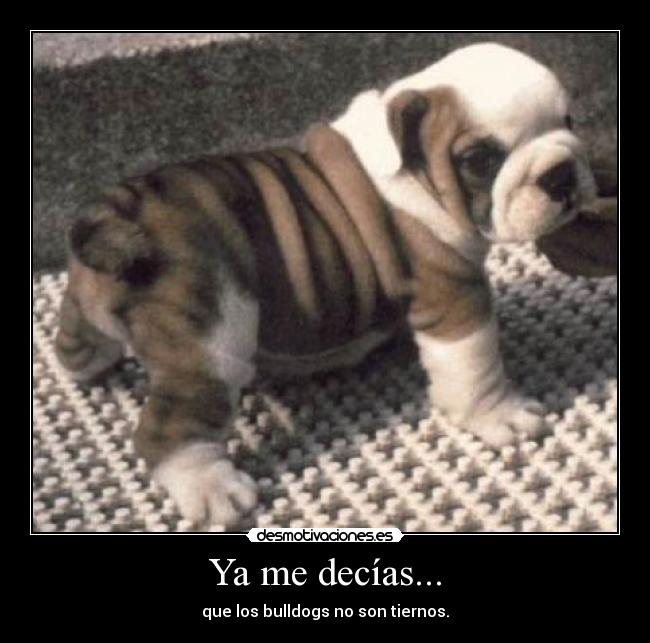 Ya me decías... - que los bulldogs no son tiernos.