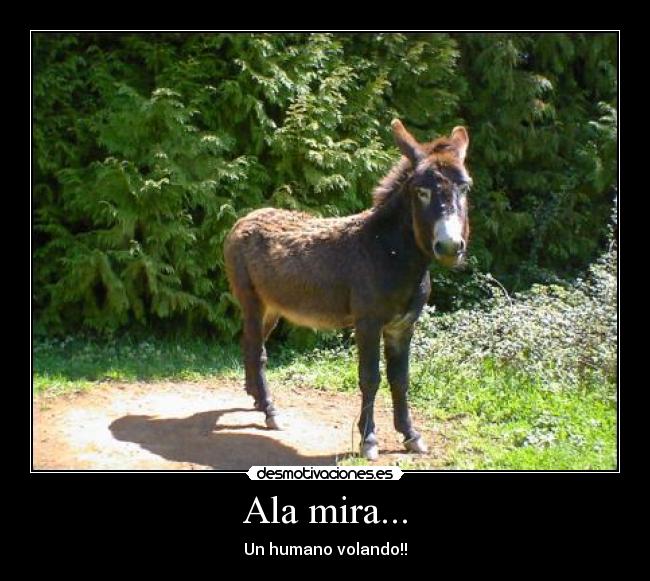 Ala mira... -