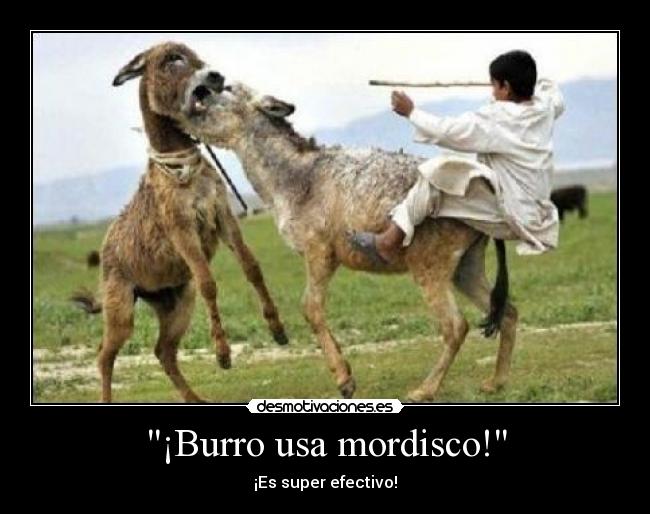 ¡Burro usa mordisco! -