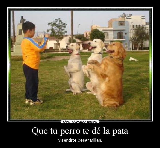 Que tu perro te dé la pata -