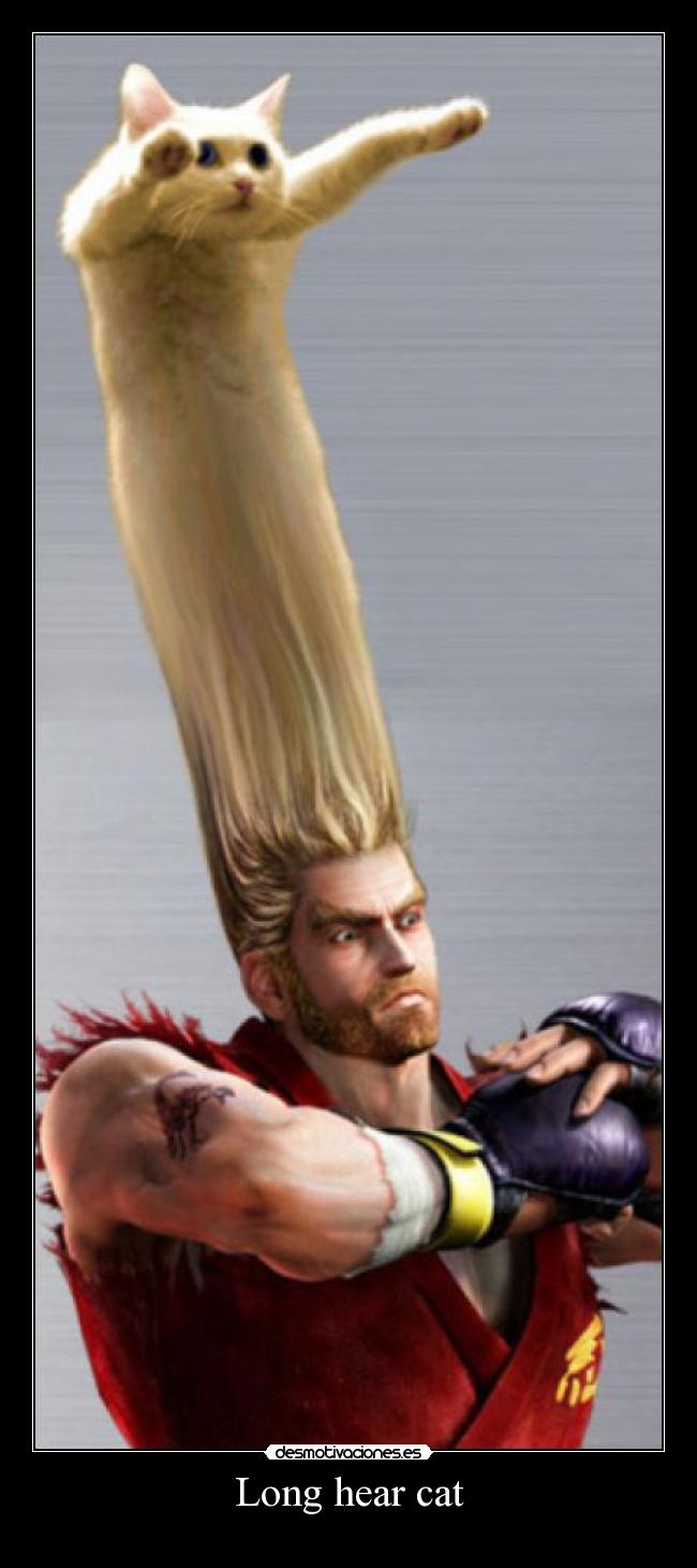 Long hear cat - 