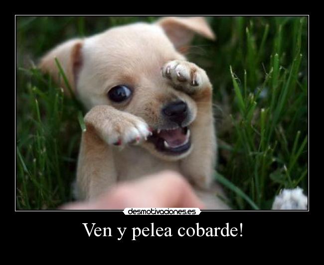 Ven y pelea cobarde! -