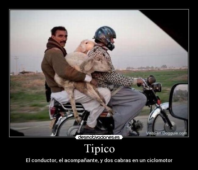 Tipico - El conductor, el acompañante, y dos cabras en un ciclomotor