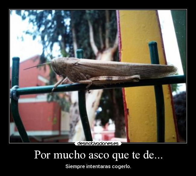 Por mucho asco que te de... -