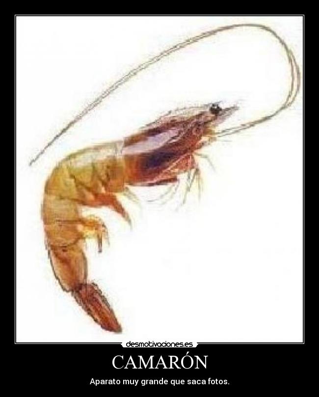 CAMARÓN - Aparato muy grande que saca fotos.