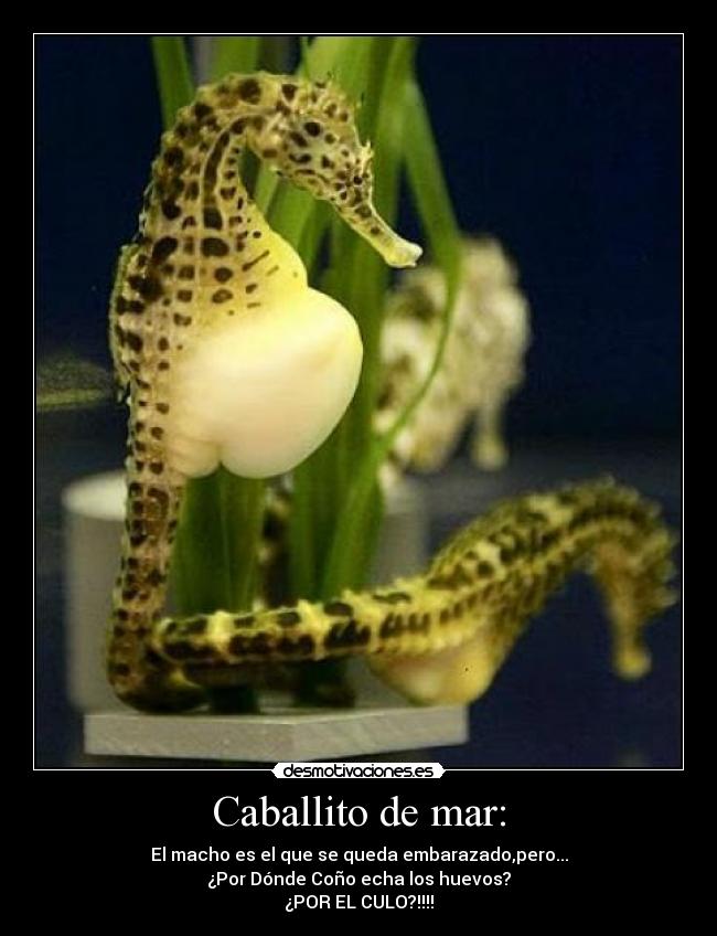 Caballito de mar: - El macho es el que se queda embarazado,pero...
¿Por Dónde Coño echa los huevos?
¿POR EL CULO?!!!!