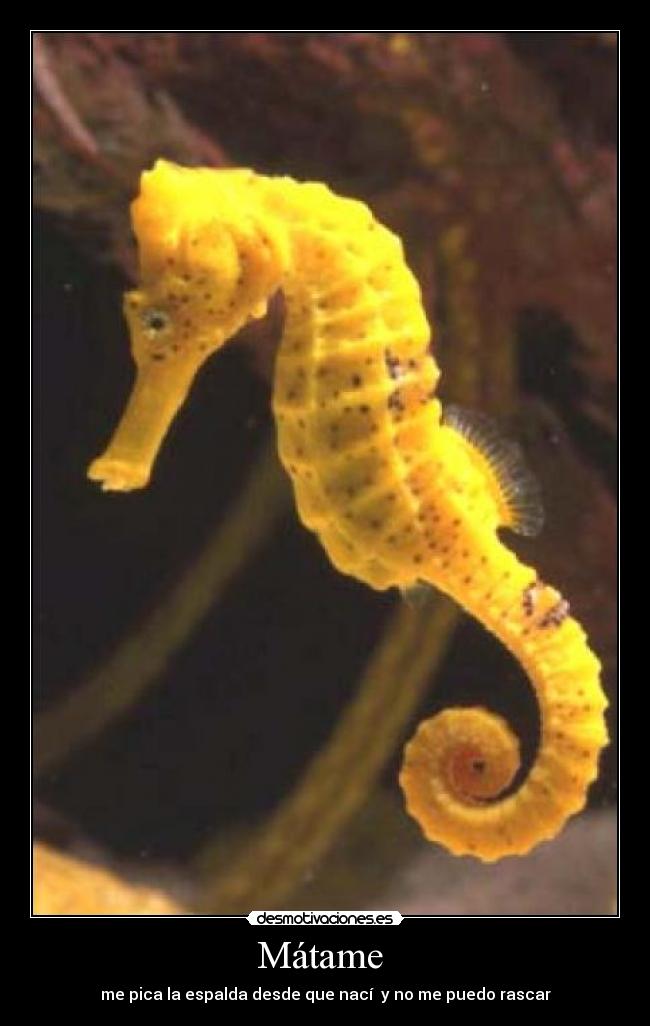 Mátame  - me pica la espalda desde que nací  y no me puedo rascar