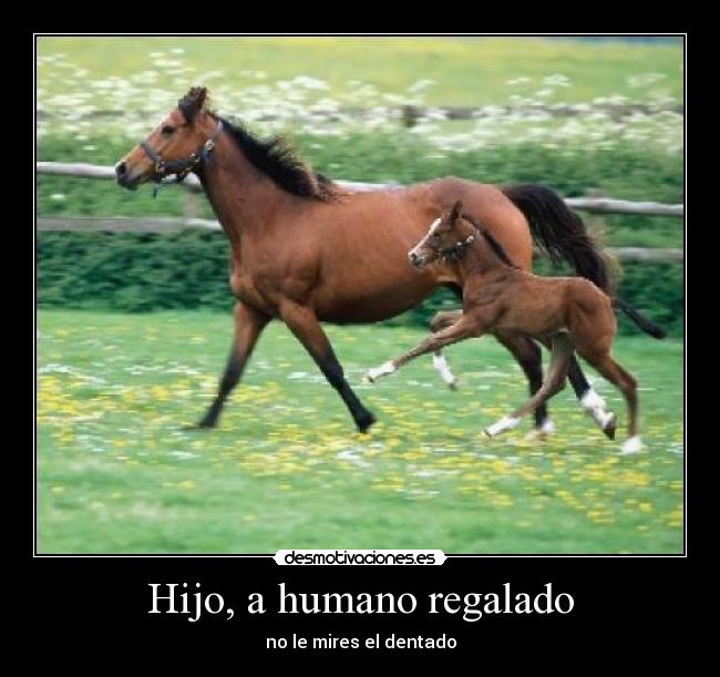 Hijo, a humano regalado -