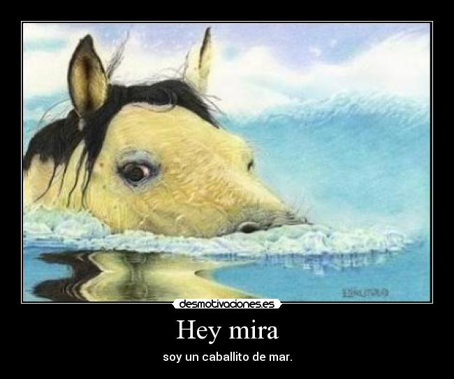 Hey mira - soy un caballito de mar.