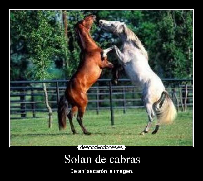 Solan de cabras - De ahí sacarón la imagen.