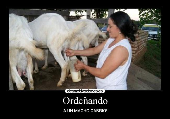 Ordeñando - A UN MACHO CABRIO!