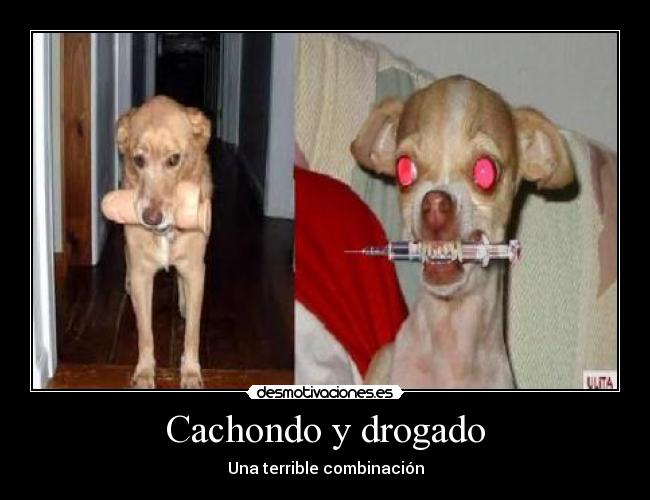 Cachondo y drogado -