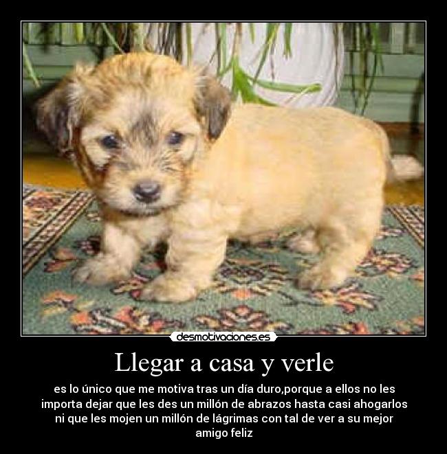 Llegar a casa y verle - es lo único que me motiva tras un día duro,porque a ellos no les
importa dejar que les des un millón de abrazos hasta casi ahogarlos
ni que les mojen un millón de lágrimas con tal de ver a su mejor
amigo feliz