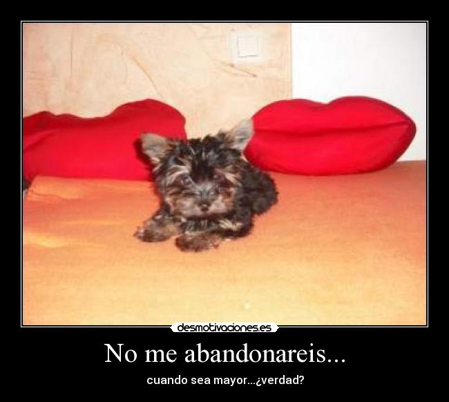 No me abandonareis... -
