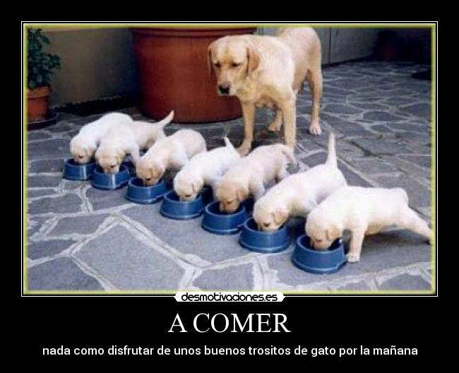 A COMER - nada como disfrutar de unos buenos trositos de gato por la mañana