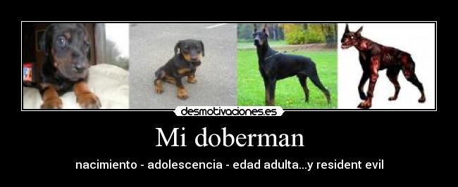 Mi doberman -