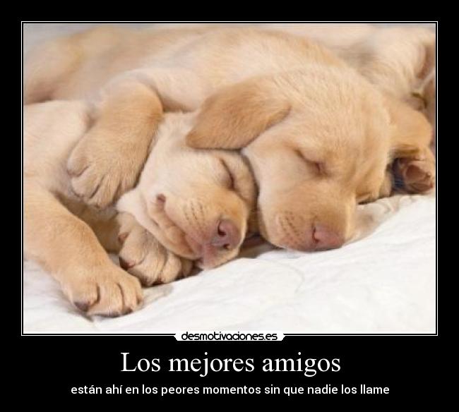 Los mejores amigos - están ahí en los peores momentos sin que nadie los llame