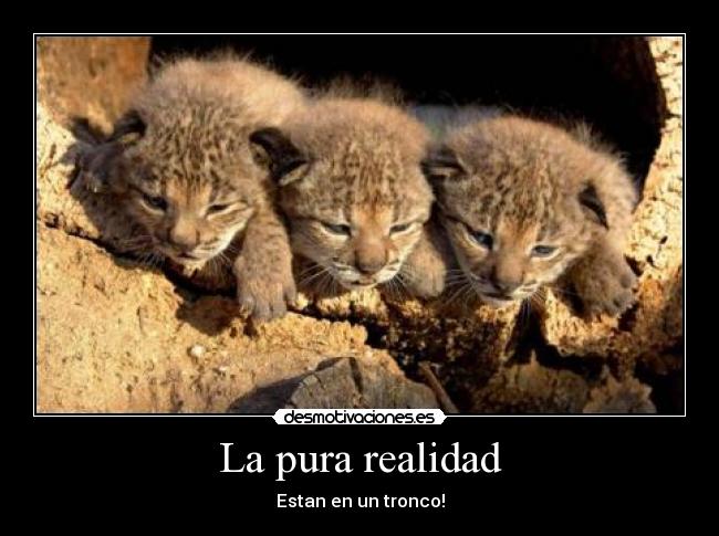 La pura realidad - Estan en un tronco!