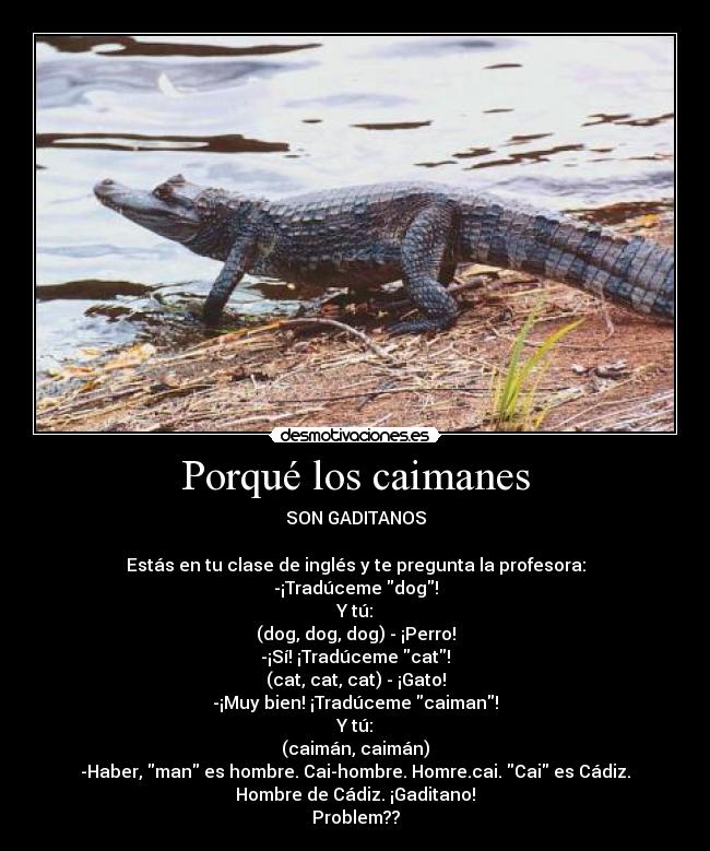 Porqué los caimanes - SON GADITANOS

Estás en tu clase de inglés y te pregunta la profesora:
-¡Tradúceme dog!
Y tú:
(dog, dog, dog) - ¡Perro!
-¡Sí! ¡Tradúceme cat!
(cat, cat, cat) - ¡Gato!
-¡Muy bien! ¡Tradúceme caiman!
Y tú:
(caimán, caimán)
-Haber, man es hombre. Cai-hombre. Homre.cai. Cai es Cádiz.
Hombre de Cádiz. ¡Gaditano!
Problem??