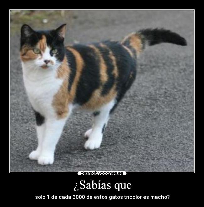 ¿Sabías que - solo 1 de cada 3000 de estos gatos tricolor es macho?