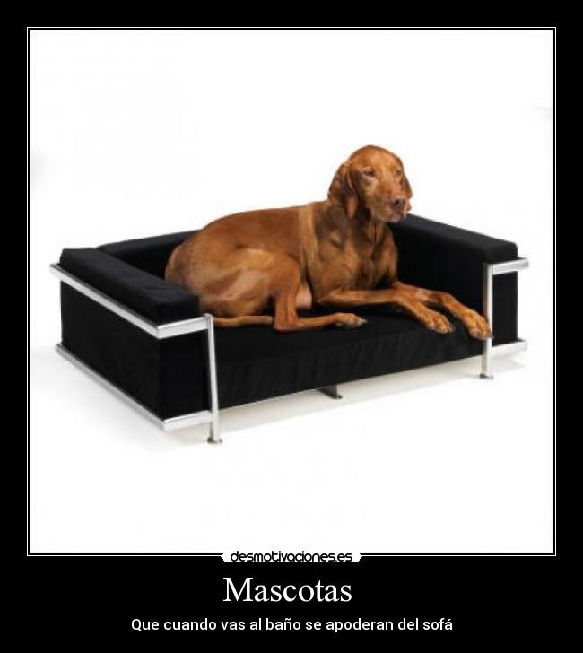 Mascotas - Que cuando vas al baño se apoderan del sofá