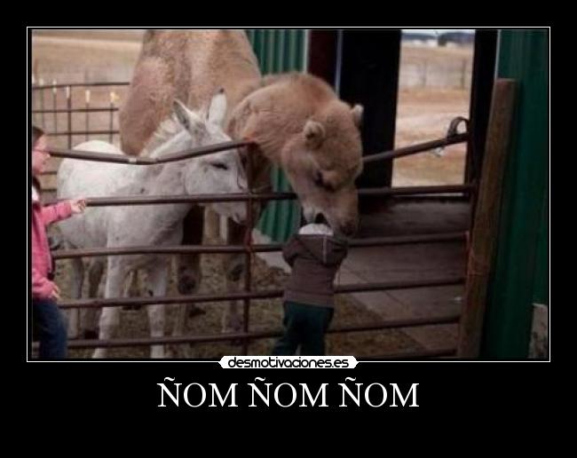 carteles camello come nino caballo nina principal desmotivaciones nom comida mordisco morder comer desmotivaciones