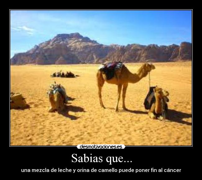 Sabias que... - 