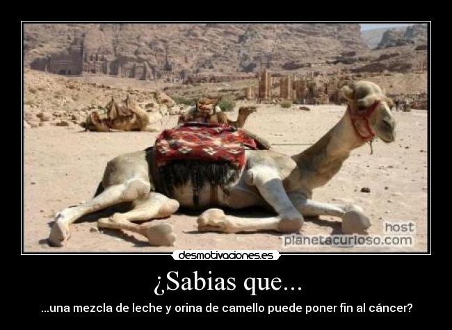 ¿Sabias que... - ...una mezcla de leche y orina de camello puede poner fin al cáncer?