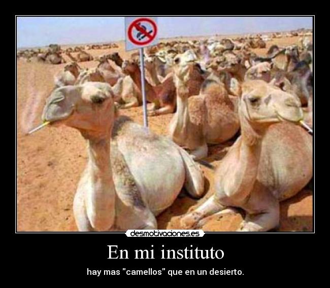 En mi instituto - hay mas camellos que en un desierto.
