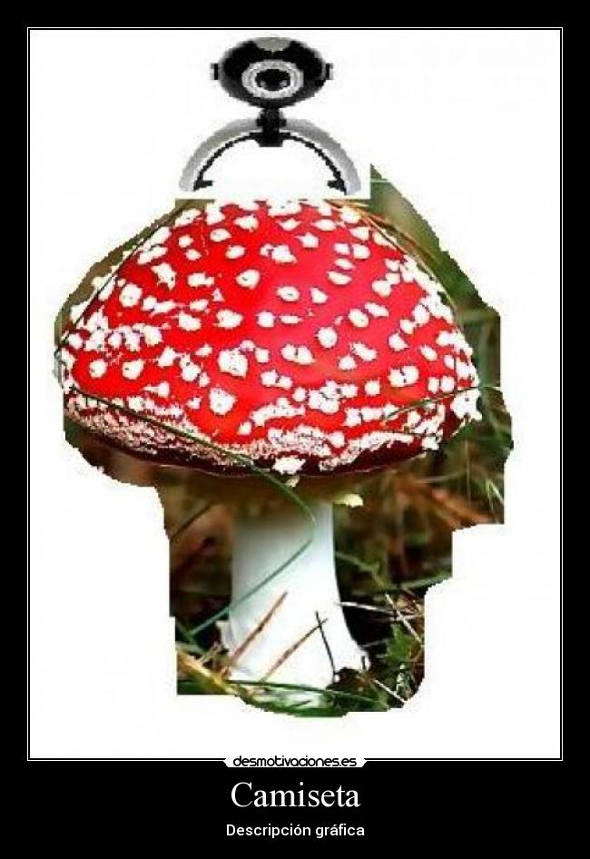 Camiseta - Descripción gráfica