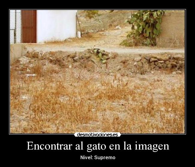 Encontrar al gato en la imagen -