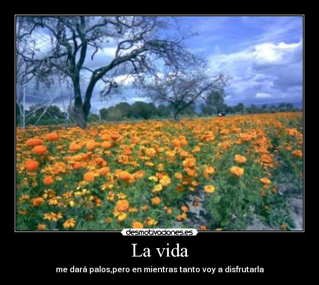 La vida - me dará palos,pero en mientras tanto voy a disfrutarla