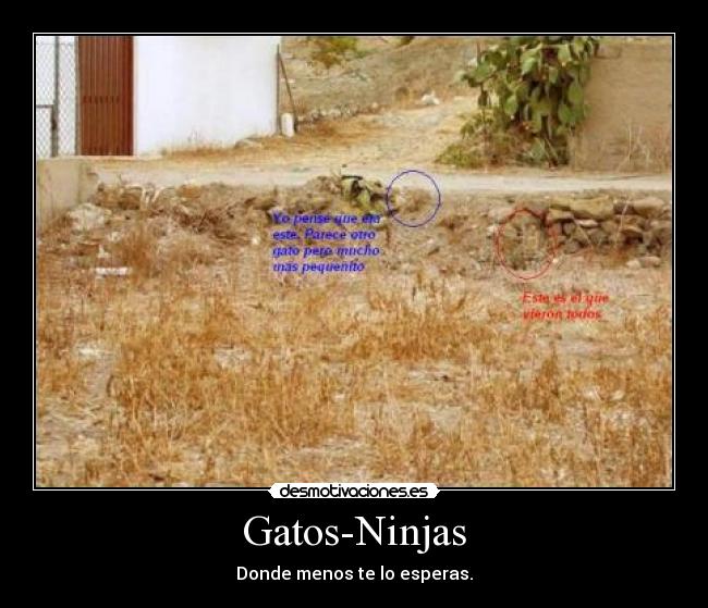 Gatos-Ninjas - 