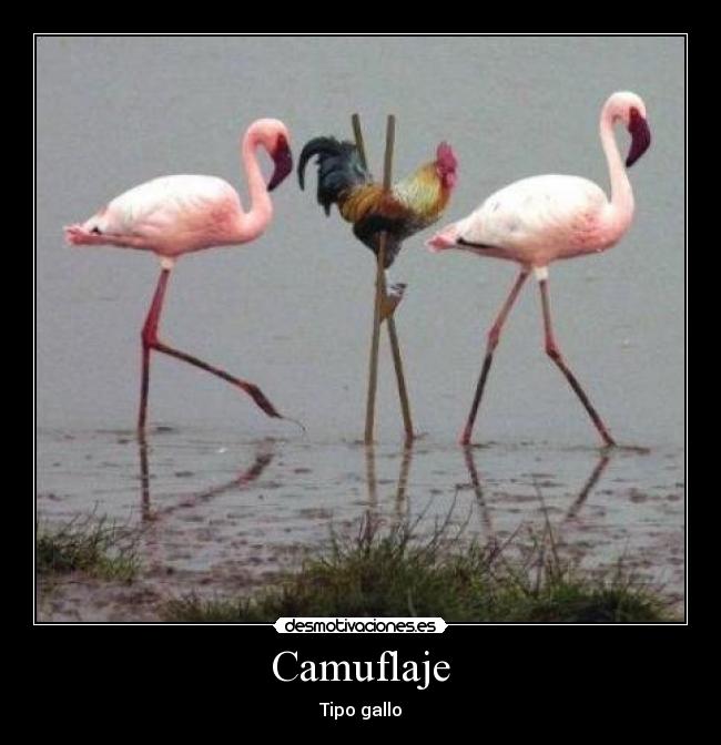 Camuflaje -