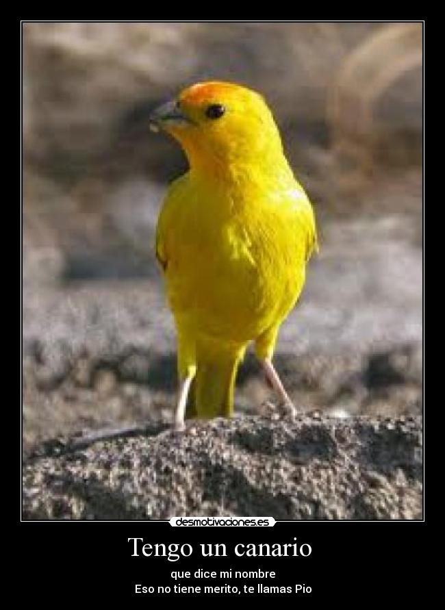 Tengo un canario -
