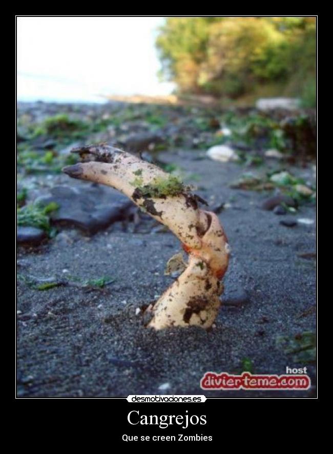 Cangrejos - 