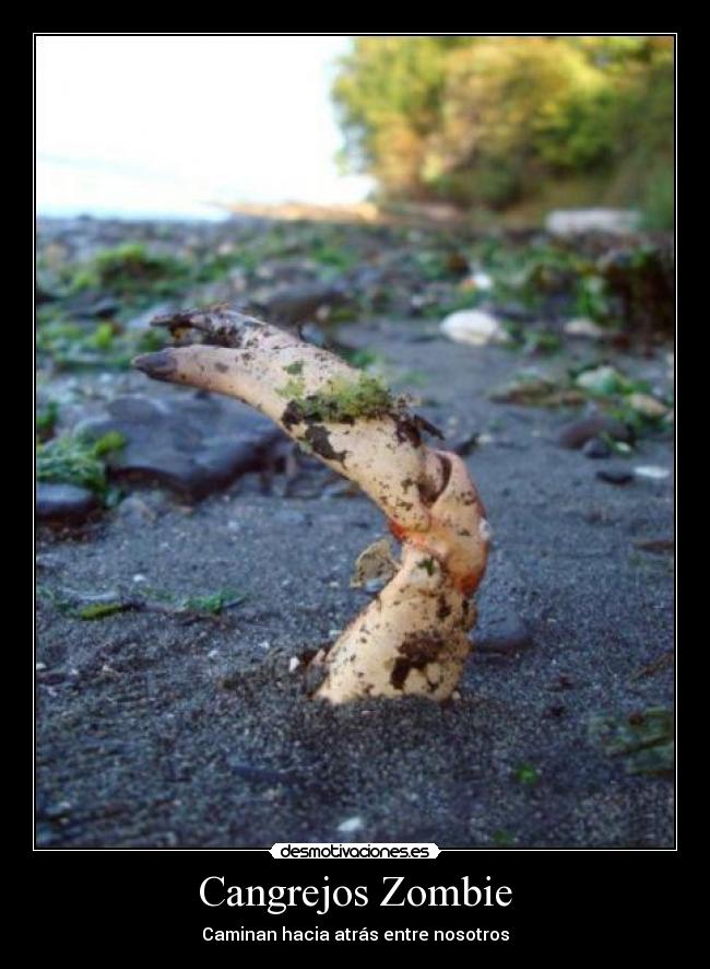 Cangrejos Zombie - Caminan hacia atrás entre nosotros