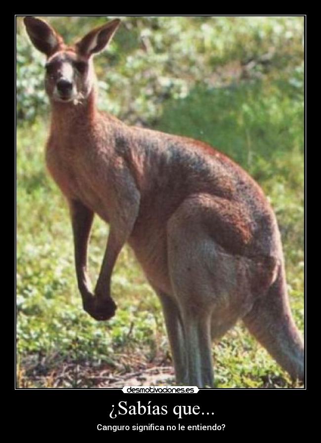 ¿Sabías que... - Canguro significa no le entiendo?