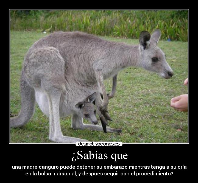 ¿Sabías que - una madre canguro puede detener su embarazo mientras tenga a su cría
en la bolsa marsupial, y después seguir con el procedimiento?