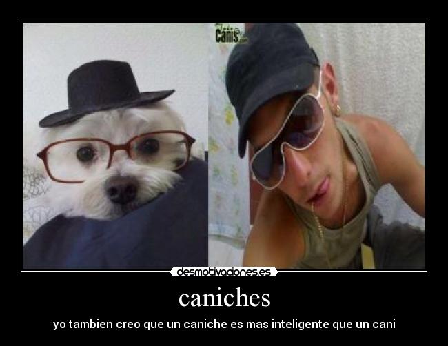 caniches -